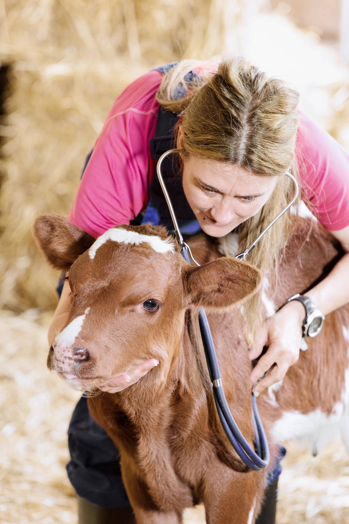 Female livestock veterinarian examines calf