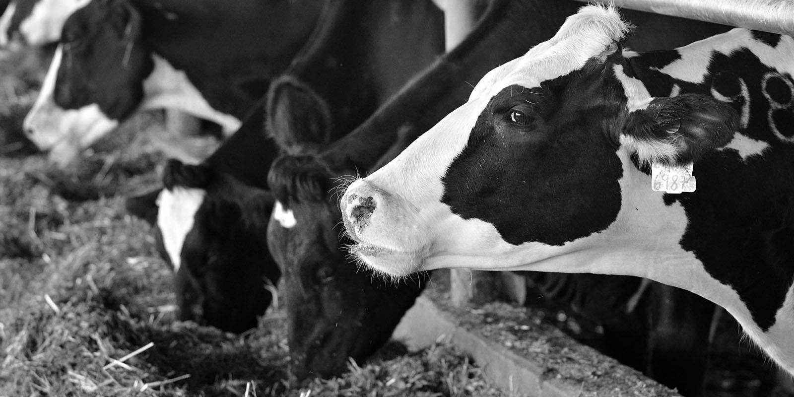 Dairy cattle feeding