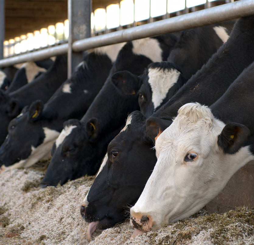 Dairy cows eating