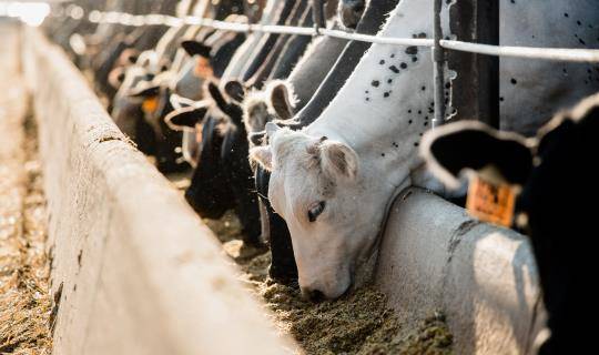 Cows in feed lot