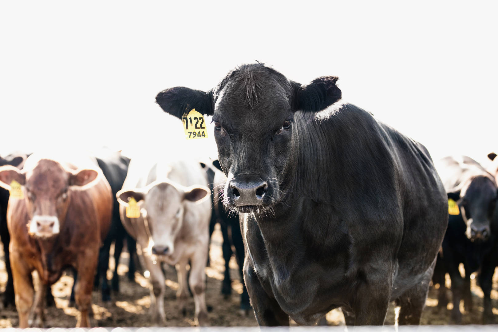Close up of black cow with multi-coloured cattle in the background