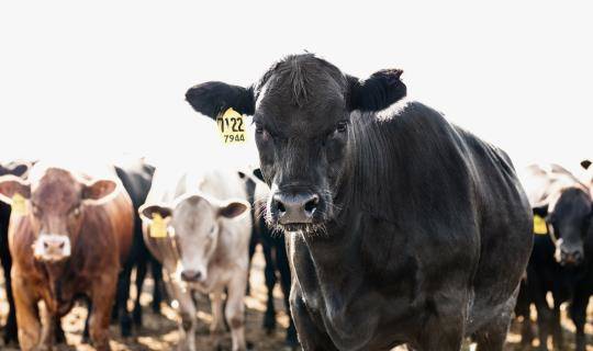 Close up of black cow with multi-coloured cattle in the background