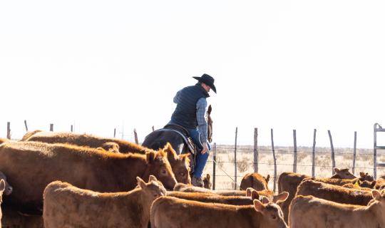 farmer on horse wrangling cattle