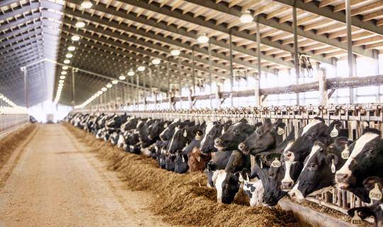 Holstein cattle eating in dairy farm