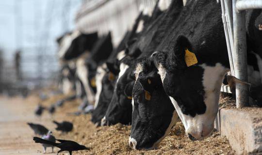 Dairy cows grazing and black birds