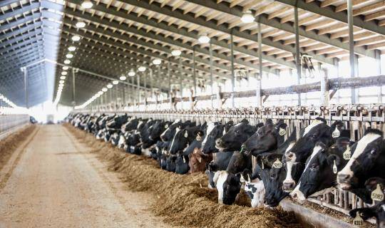 USA, Wisconsin, Hilbert Dairy livestock in feedlot