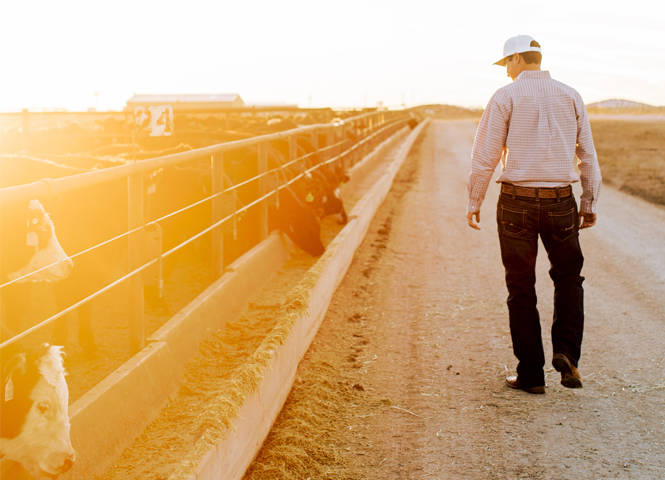 Man walking next to feedlot
