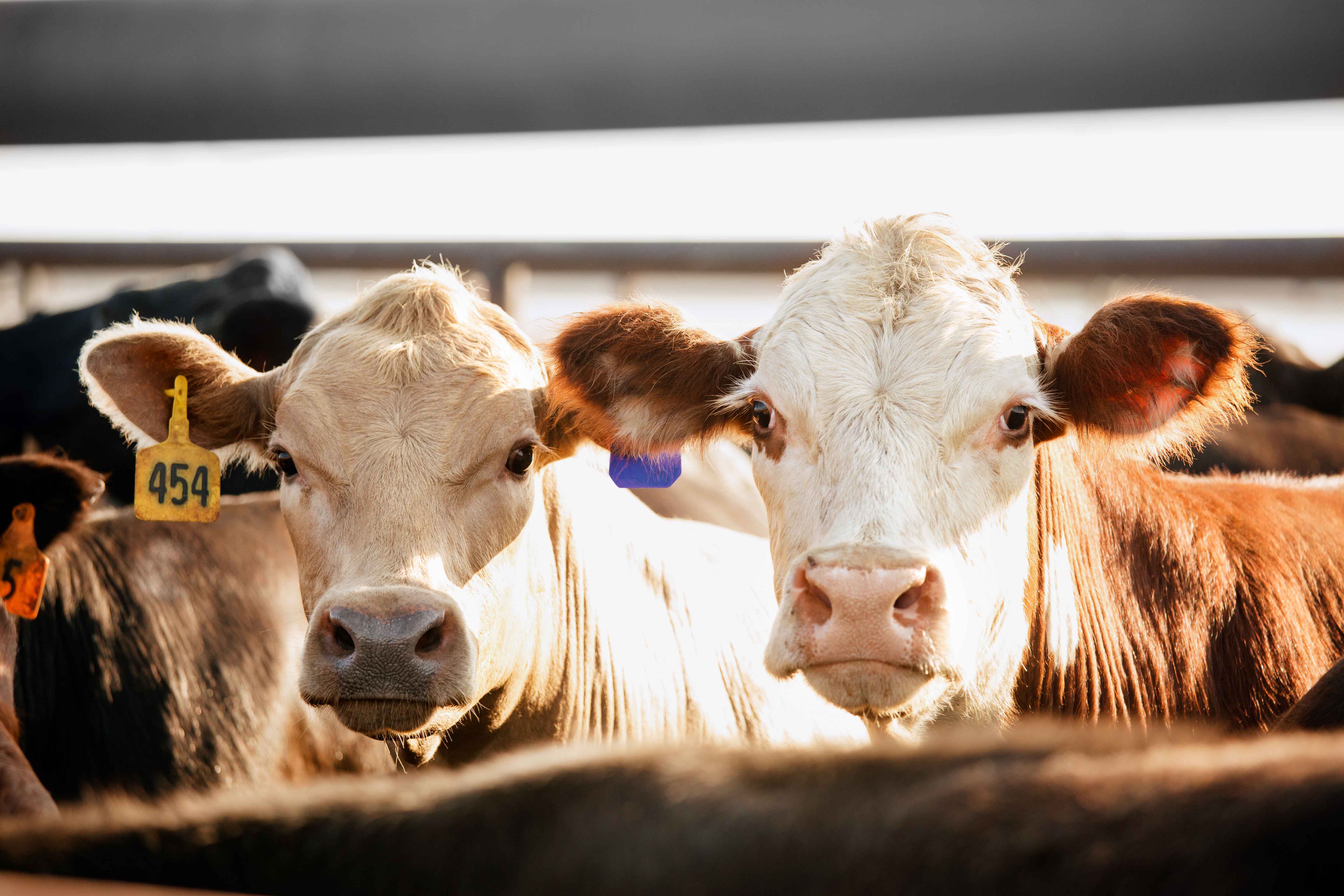 Close-up of two beef cattle
