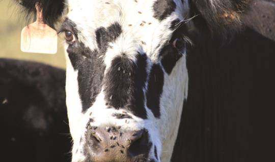 Pastured Face Flies
